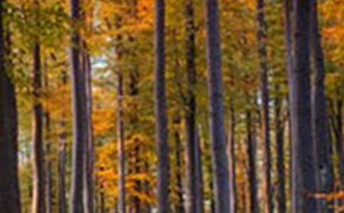 森林防火簡報匯總15篇