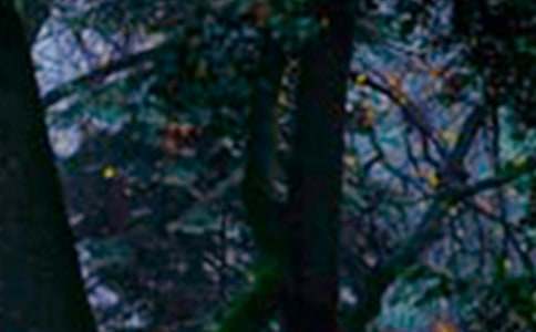 創(chuàng)建森林城市標(biāo)語(yǔ)12篇