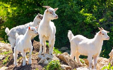 ��ɽ�򲻳����òݡ��x���15ƪ(���A)