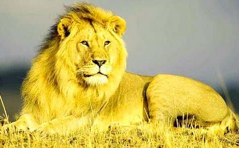 獅子王觀后感(合集15篇)