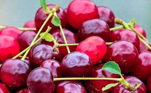 “水果拼盤”大賽策劃書(shū)