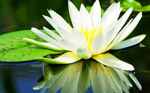 睡蓮的花語(yǔ)有什么含義