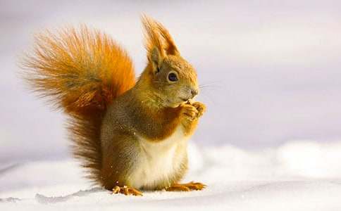 一年級(jí)上冊(cè)小松鼠找花生的教案