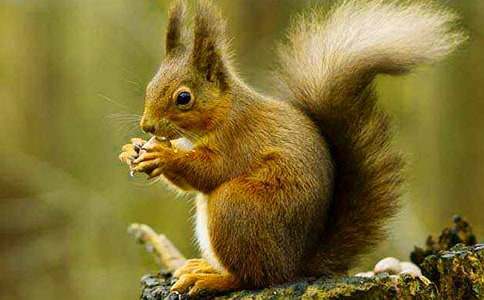 �аࡶС�������ɹ���������(y��u)�|(zh��)�̰�