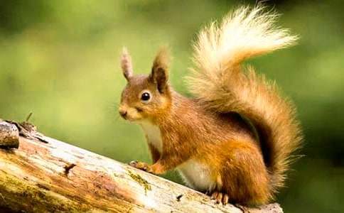 關(guān)于《小松鼠找花生》的教案設(shè)計范文