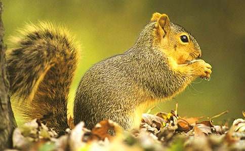 ��С�����һ������̰��ϼ�15ƪ