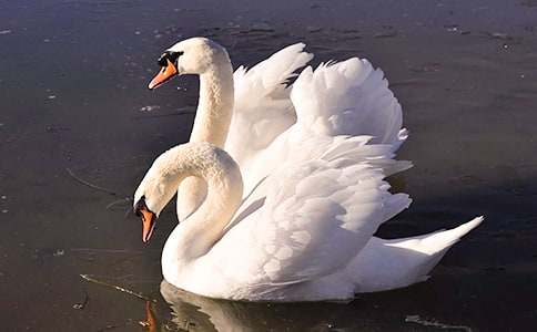 讀《思想的天鵝》有感