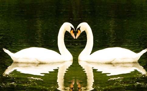 黑天鵝紫水晶讀后感