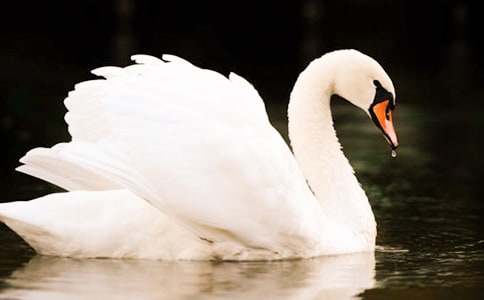 吉林望天鵝的導(dǎo)游詞