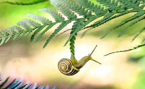 蝸牛的獎杯小學(xué)續(xù)寫作文(通用23篇)