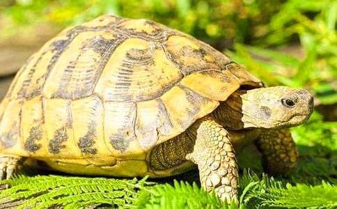 《聰明的烏龜》教案15篇