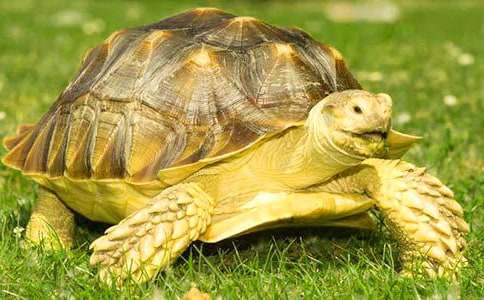 С���όW(xu��)�ڃ�(y��u)�|(zh��)�n�̰�С������ѽ��