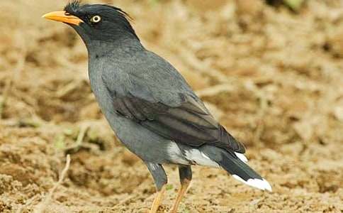 有關(guān)《烏鴉喝水》教案模板集合七篇