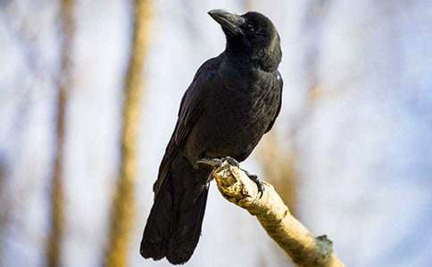 《烏鴉喝水》 教案