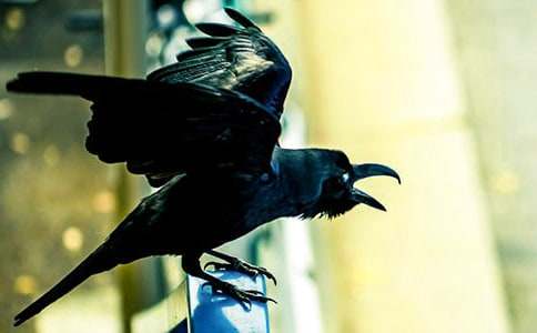 ���f�����x���