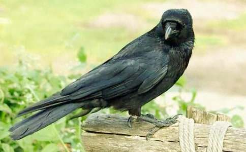 �����f��ˮ���̰�(15ƪ)