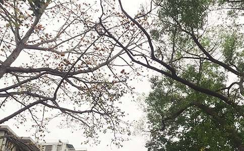 關(guān)于唯美午安祝福語(yǔ)匯總50句精選