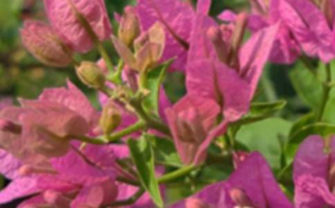 �P(gu��n)��Ψ���簲ף���Z�����x30�䣩