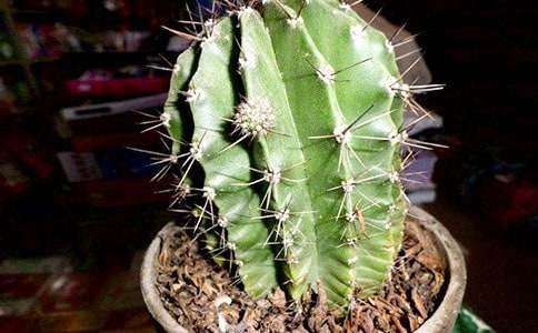 仙人掌作文集錦15篇