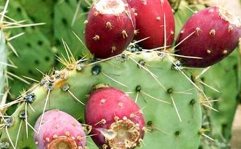 仙人掌作文匯編(15篇)