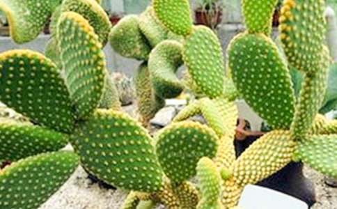 �Ҽҵ�����������[���]]