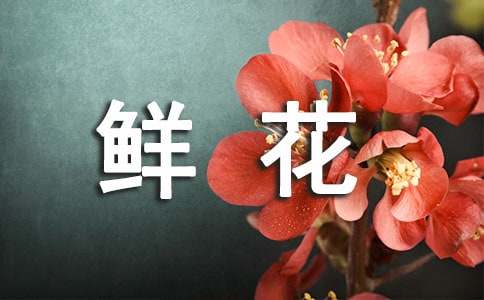 長(zhǎng)壽花花語(yǔ)-鮮花禮儀