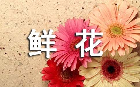 牡丹花的花語(yǔ)及其品種分類-鮮花禮儀