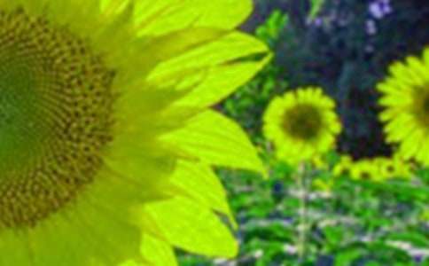 ���տ����Z