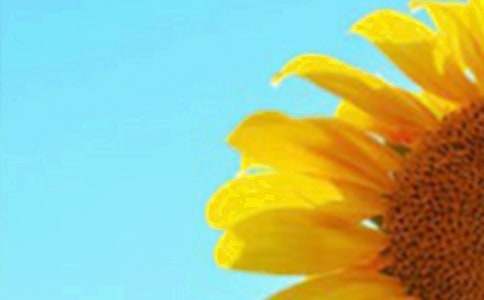 (經(jīng)典)向日葵的花語