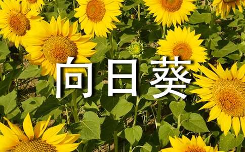 向日葵花語(合集)
