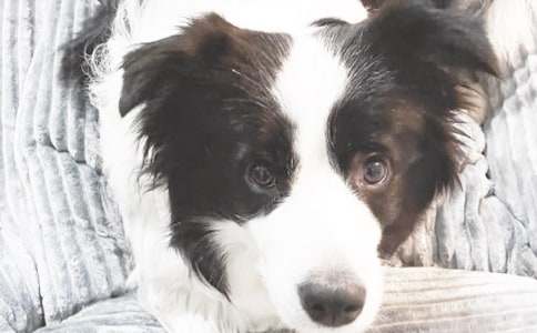 《小狗學(xué)叫》續(xù)寫作文(通用34篇)