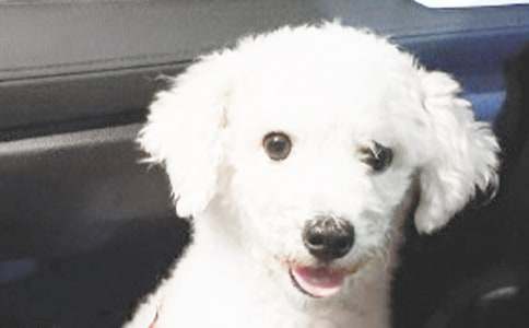 動(dòng)物作文:小狗