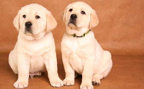 (實用)小狗小學(xué)作文