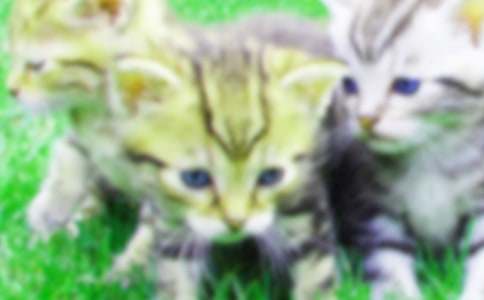 小貓寫作文(15篇)