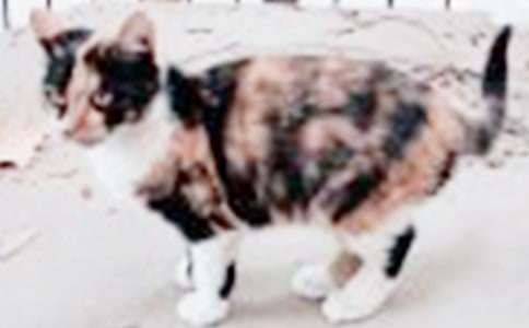 �����á�С�W(xu��)С؈���ąR��8ƪ