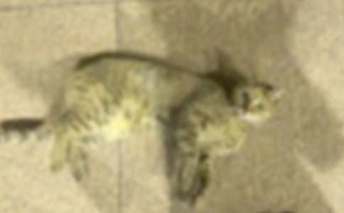 ���P(gu��n)С�W(xu��)��С؈���ąR��ʮƪ