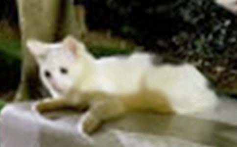 ���PС�WС؈����8ƪ