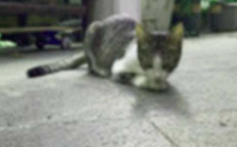 實用的小學小貓作文300字匯總七篇