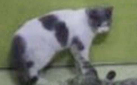 С؈С�W(xu��)����400�ּ��\ʮƪ