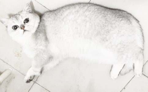 動(dòng)物作文:我的小貓