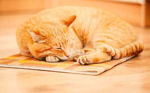 有趣的小貓小學(xué)作文