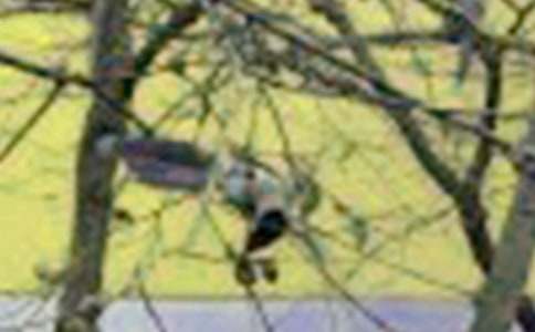 ����Z�Ի��(d��ng)����С�B�ĸ�