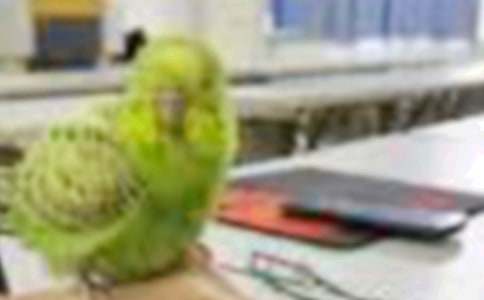 ��ֻС�B(ni��o)С��̰�