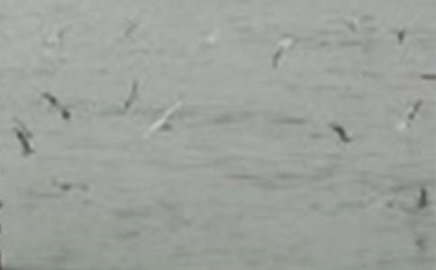 С�BͯԒ���µ����Ĵ�ȫ(2ƪ)