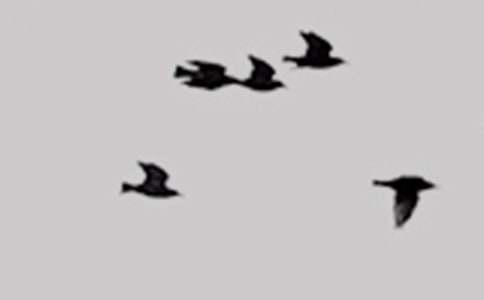 �ɐ۵�С�B-С�������ļ���