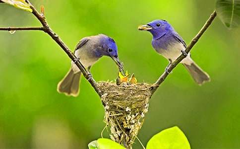 ���o(h��)С�B(ni��o)������(bi��o)�Z(y��)