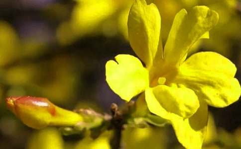 小班《迎春花》教案【精華15篇】