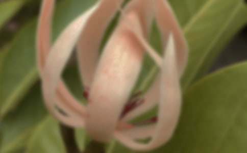 ���m�����Z��ʲô