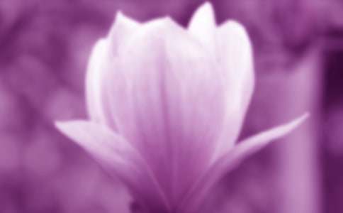 (精品)玉蘭花的作文15篇