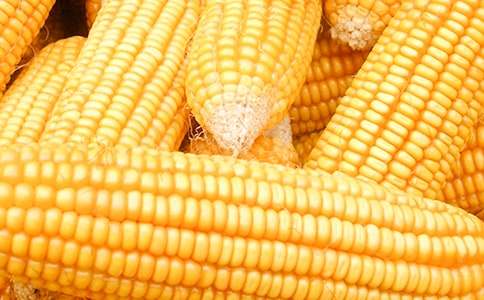 [����]����������